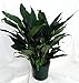 Hirt's Peace Lily Plant - Spathyphyllium - Great House Plant - 6" Pot