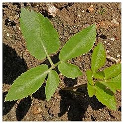Everwilde Farms - 1 Lb Golden Alexanders Native