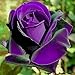 Bonsai roses. 200PC Germany rare purple dragon rose seeds. Flowering plants primary