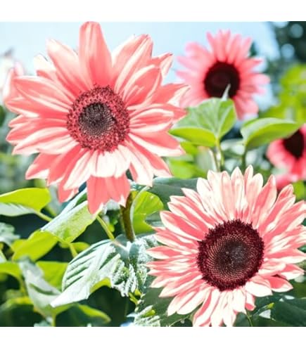 sunflower様 リクエスト 2点 まとめ商品 sunflower様 リクエスト 2点 まとめ商品