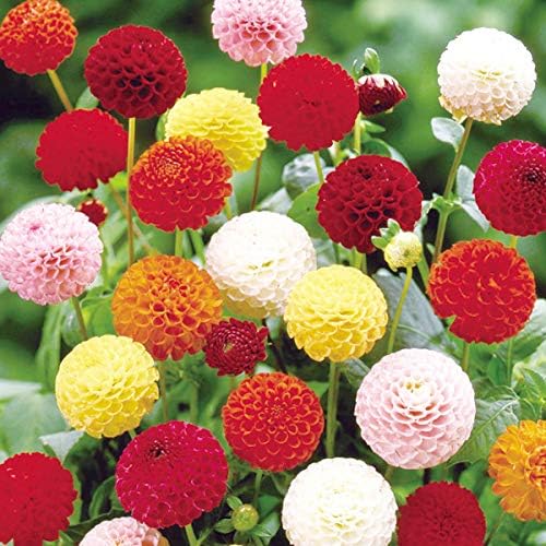 国華園 春植え球根 ダリア 切花向きポンポンセット 5色5球 各1球 21年春商品