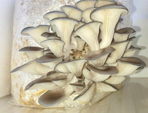 Samson Blue Oyster Mushroom 5lb Growing Kit - 100% USDA Organic