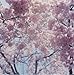Rinko Kawauchi: Illuminance