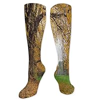 Pattern Socks,Long Socks Men Pack Low Cut,Long Socks For Women Fall Big Ancient Oak Tree 3.3"X19.6"(Long Socks)