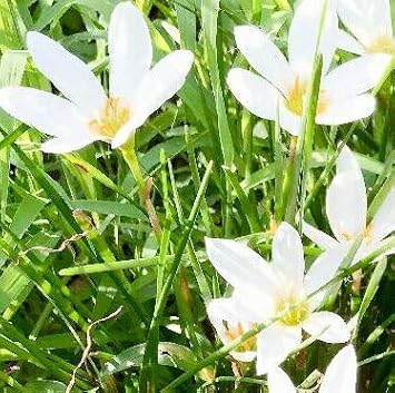 Amazon 3本セット タマスダレ 9cmポット たますだれ 玉簾 販売 苗 植木 苗木 庭木 グランドカバー 下草 寄せ植え 低木 植木