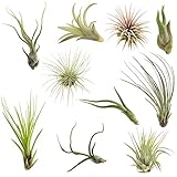 CTS Air Plants Assorted Tillandsia Easy Care Collection(10 Pack)-Low-Maintenance Air Plants