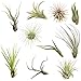CTS Air Plants Assorted Tillandsia Easy Care Collection(10 Pack)-Low-Maintenance Air Plants primary