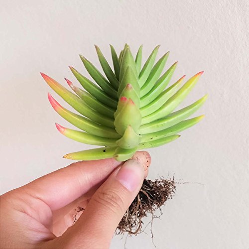 Crassula Capitella Red Pagoda Shark Tooth Plant Colorful Succulent (2 inch Bare Root) - Thumbnail 4