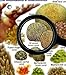 fishcardscom Marine Invertebrates - Florida, The Bahamas & Caribbean ID Card
