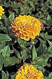 Zinnia Benary Giant Golden Yellow Annual Seeds
