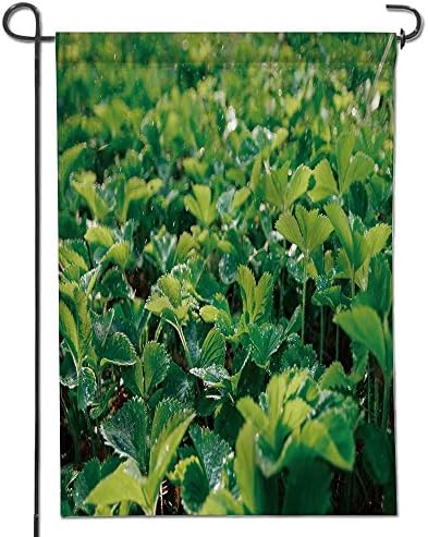 AmaPark Seasonal Garden Flag drops of water on strawberry leaves seedlings in a greenhouse Double Sided Weatherproof Flags 12" x 18"