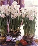 Paperwhites ~ FRAGRANT ~ 20 bulbs ~ 17+cm (largest commercially available)
