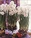 Paperwhites ~ FRAGRANT ~ 20 bulbs ~ 17+cm (largest commercially available)