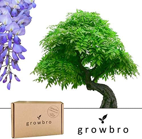 Bonsai Growbro Wisteria Blue Rain Bonsai Propagation Set Ideal Gift Bonsai Tree for Men and Women Christmas Gift Set Including Seeds, Scissors, Spray Bottle, Soil and Much More.