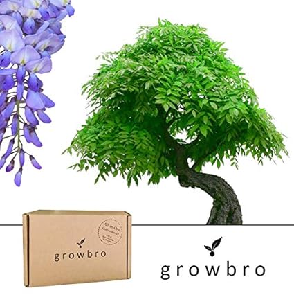 Bonsai | growbro | Wisteria Blauregen Bonsai | Anzuchtset inkl. Sprühflasche | ideales Geschenk, Bonsaibaum für Frauen und Mä