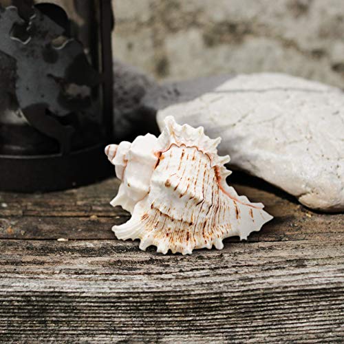 Hermit Crab Shells/Turbo Shells/7Pcs Assorted Turbo Shells/Hermit Crab House for Décor/Seashell Opening Size 0.98\