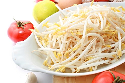 Mung Bean Sprouts - seeds