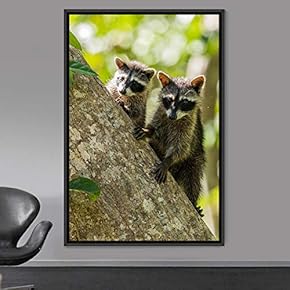signwin Framed Canvas Wall Art Raccoons Animals Fun...