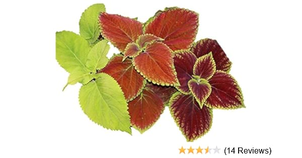Amazon Com Coleus Rainbow Mix 38 000 Seeds Color Red Green