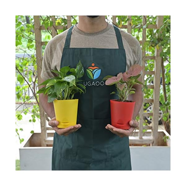 Ugaoo Indoor Plants With Pot For Home - Syngonium Pink & Money Plant Variegated - Image 8