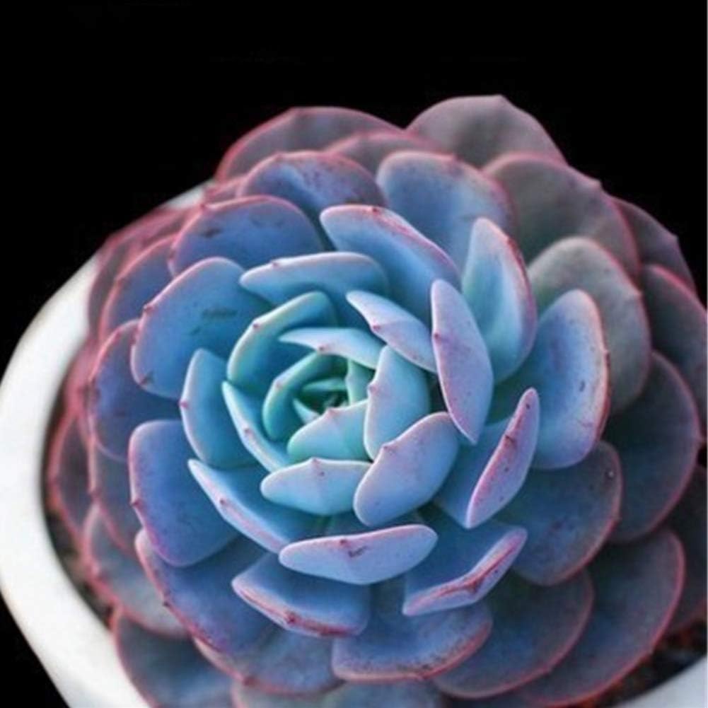 RUIBUY Succulent plants Assorted Succulent 100PCS Seeds,Real Live Potted Succulents