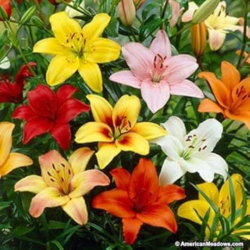 Urban Gardens Asiatic Lily flower bulbs- Pack of 4 bulbs(Any 4 Colors Yellow, White, Red, Pink and Orange)