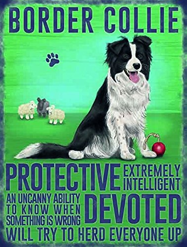 Original Metal Signs Collie Large Metal Sign, 40cm x 30cm