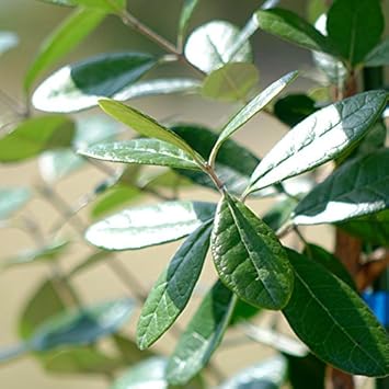 Amazon フェイジョア 2本立ち 2年生実生苗 果物