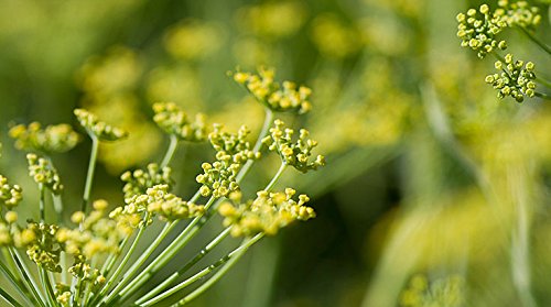 Fenchelsamen Kräutertee - 100g – Bild 5