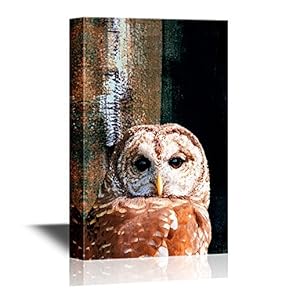 Canvas Wall Art - Barred Owl - Gallery Wrap Modern Home Art | Ready to Hang - 12x18 inches