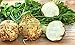 Rare Seeds Root Celery Makar Organic Russian Vegetable Heirloom Seed