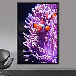 signwin Framed Canvas Wall Art Clownfish Bedroom Colorful...