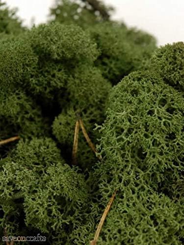 Reindeer Moss Dark Green 11oz Natural Norwegian - Excellent Home Decor - Indoor & Outdoor