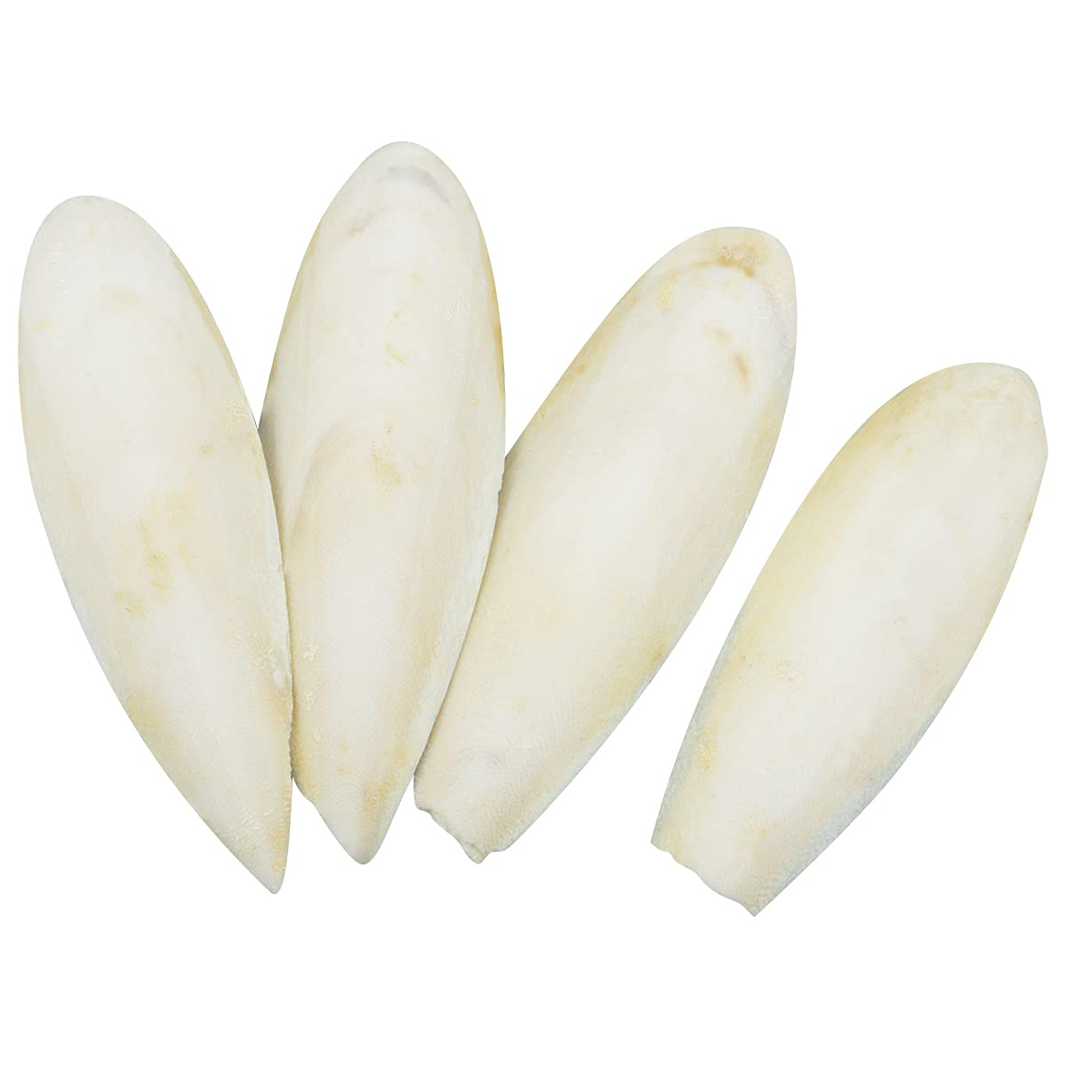 Leikedun 4 PCS Large Cuttlefish Bone (13-16cm), Natural Cuddle Bone for Parrots, Cage Birds, Reptiles, Tortoises, Snails