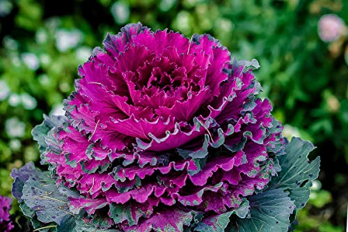 Japanese Ornamental Cabbage Osaka Seeds Mix Flowering Kale Around 40-50 Seeds