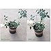 rescozy (Pack of 3) Large Garden Plant Support Rings, 10