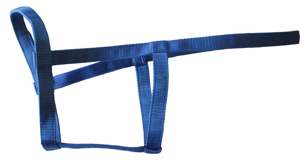 Rhinegold Field Safe Headcollar-Cob-Turquoise