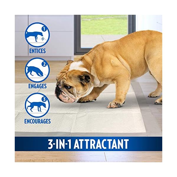 OUT! Go Here Absorbent Pet and Puppy Training Pads |100 Pads