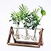 Cyan Shirt Walnut Stand Glass Planter Bulb Vase with Metal Swivel Holder for Hydroponics Plants