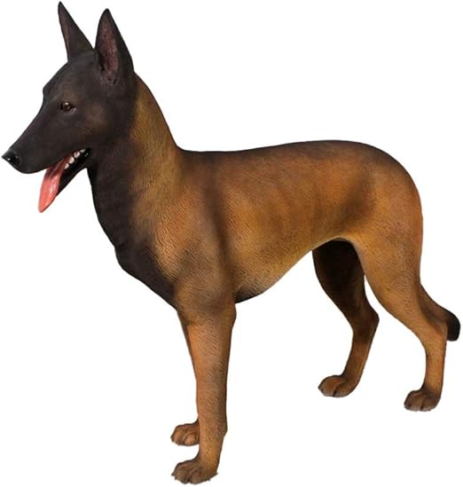 belgian malinois full size