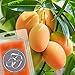 Fifty Scents highly fragranced, scented wax melts - 3-Pack Combo Pack Baked Cinnamon Apples, Vanilla Sugar & Berry, and Wild Mango 7.5 OZ