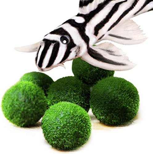 Luffy Nano Marimo Balls for Plecos, Low-Maintenance Plant, 6-Balls per Pack