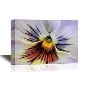 Pansy Flower Close up of a Pansy Flower Petal
