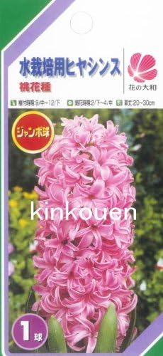 Amazon D 18 ﾋﾔｼﾝｽ水栽培花瓶ｾｯﾄ桃 その他 その他 その他 球根