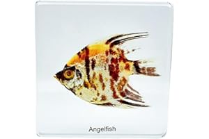 BETENSH High Definition Amber, (Starfish, Scorpion, Cockroach, Butterfly, Fish, Dragonfly) Insect Resin Specimen， Resin Amber for Children's Science Education, Collection (Angelfish)