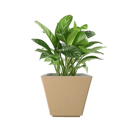 yuccabe Italia 12 inches Planter (Beige)