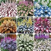 1000 Hosta Seeds, Fast Growing, Likes Humid Environment, Unique and Beautiful Leaves