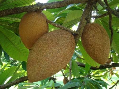 Pantin (Key West) Mamey Sapote Tropical Fruit Trees