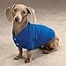 Zack & Zoey Cotton Polo Shirt for Dogs, 16