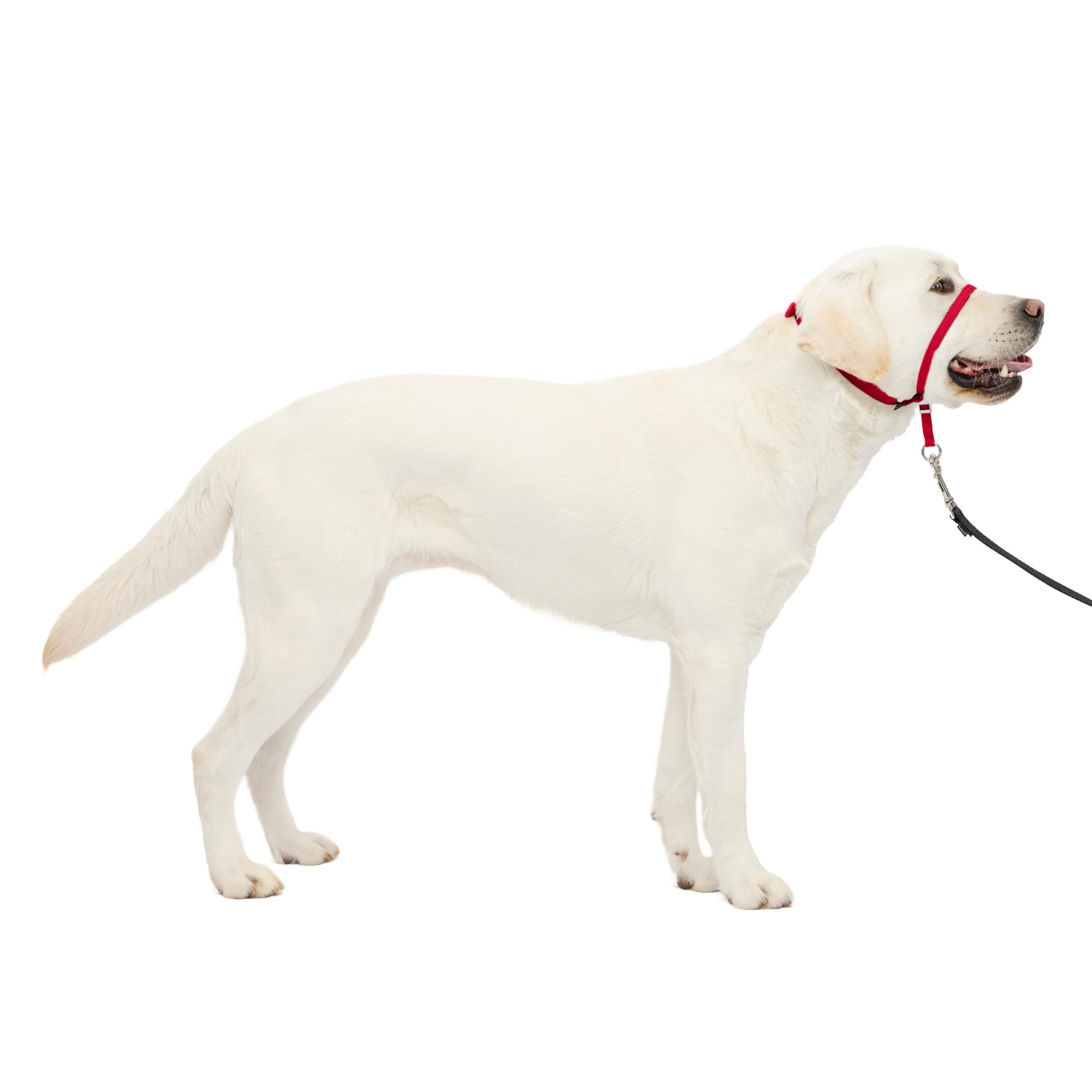 PetSafe Gentle Leader No-Pull Dog Headcollar - The Ultimate Solution to Pulling - Redirects Your Dog's Pulling for Easier Walks - Helps You Regain Control - Large, Red